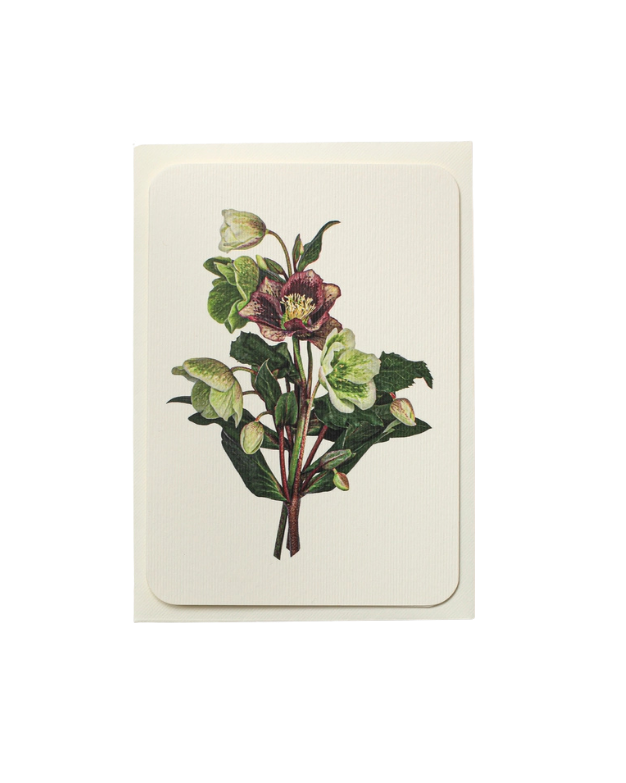 CANONBURY PRESS Posy of Hellebore Greeting Card