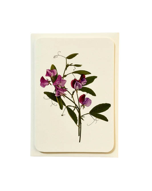 CANONBURY PRESS Violet Sweet Peas Greeting Card