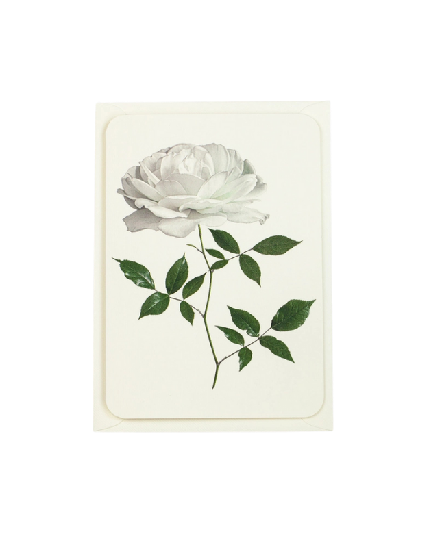 CANONBURY PRESS White Rose Greeting Card