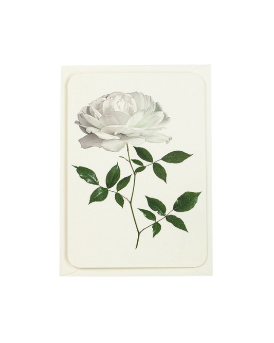 CANONBURY PRESS White Rose Greeting Card