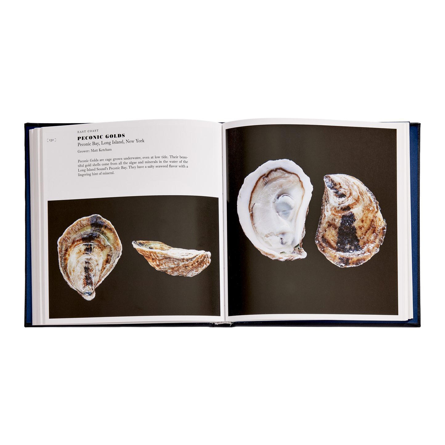 GRAPHIC IMAGE Oysters