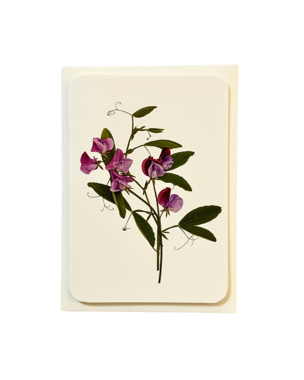 CANONBURY PRESS Violet Sweet Peas Greeting Card